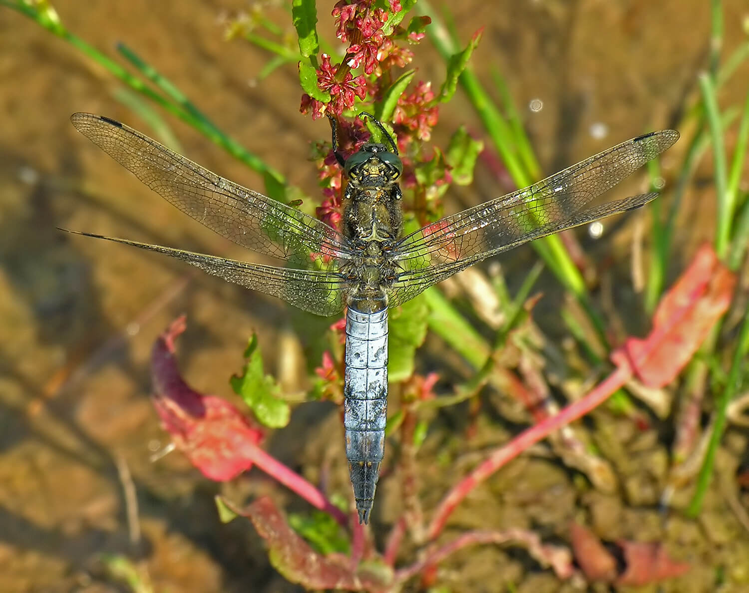 Male Orthetrum cancellatum by David Kitching